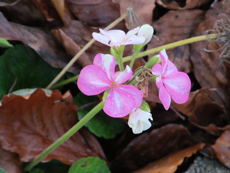 Pink and White Flowers — Calm, Autumn
