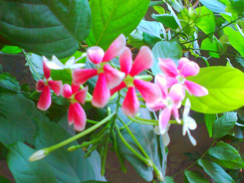 Pink and White Flowers — Calm, Daytime