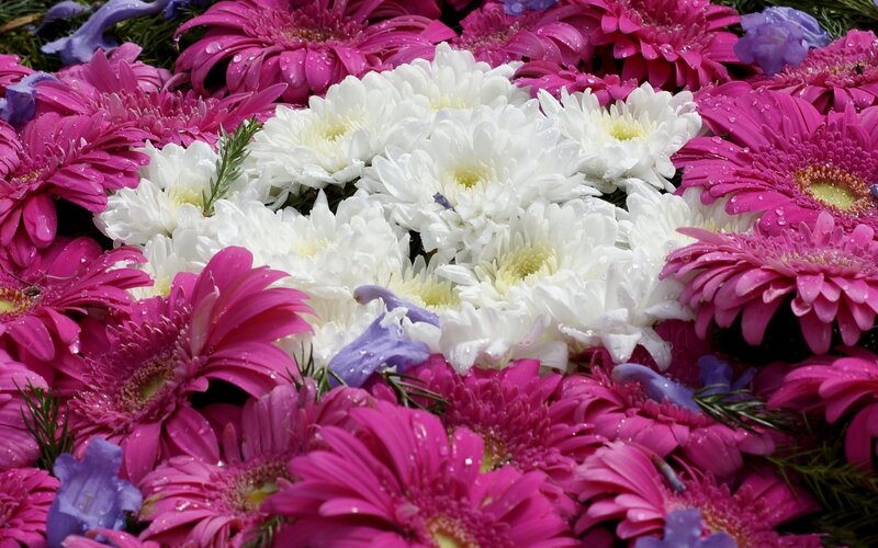 Pink and White Flowers — Calm, Morning