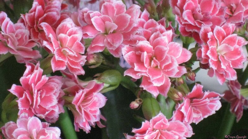 Pink and White Flowers — Calm, Photograph, Buds