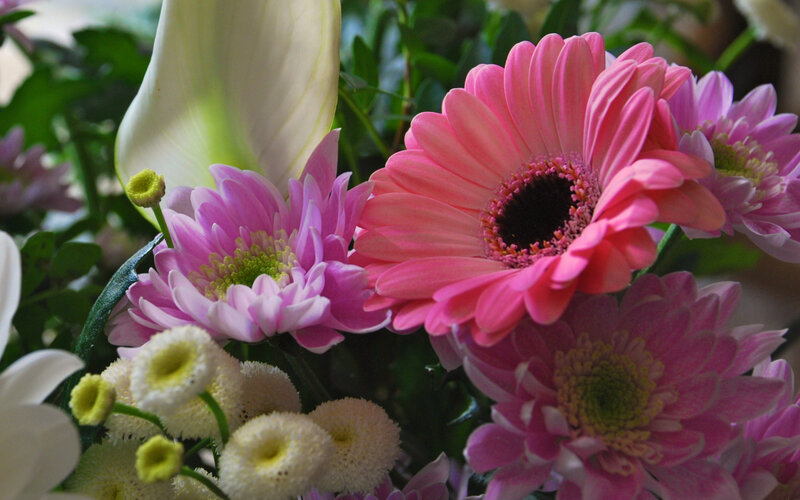 Pink and White Flowers — Calm, Photograph, Green Leaves
