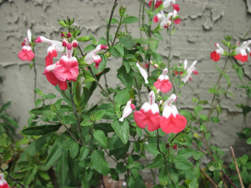 Pink and White Flowers — Calm, Photograph, Green Leaves, Wall