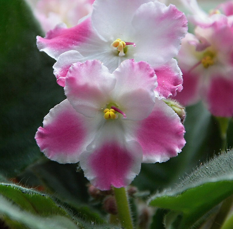 Pink and White Flowers — Calm, Photograph, Leaves, Petals