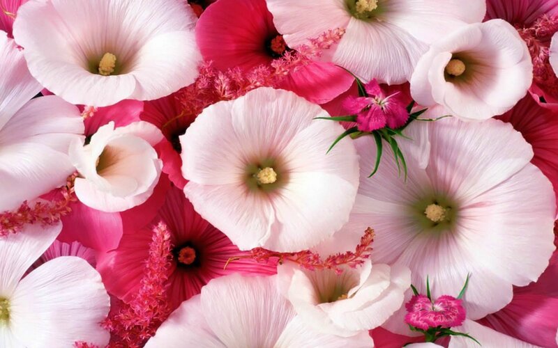 Pink and White Flowers — Calm, Photograph, Petals, Stamen