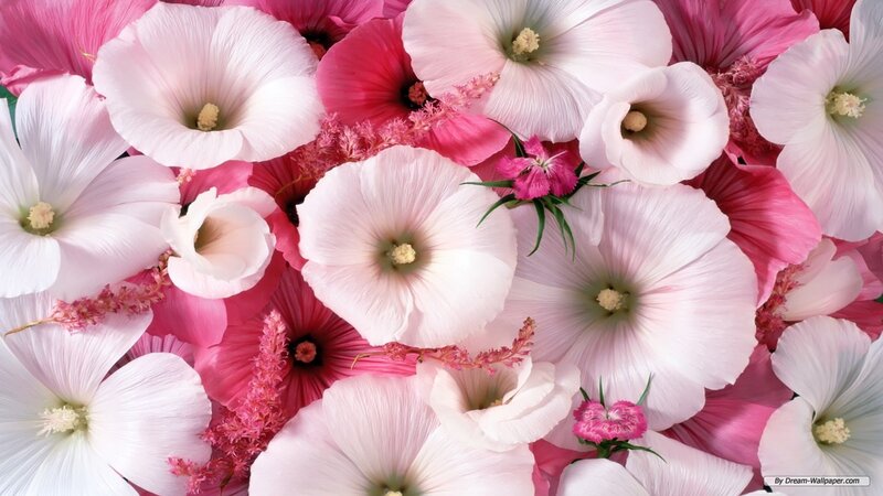 Pink and White Flowers — Calm, Photograph, Small Pink Flowers