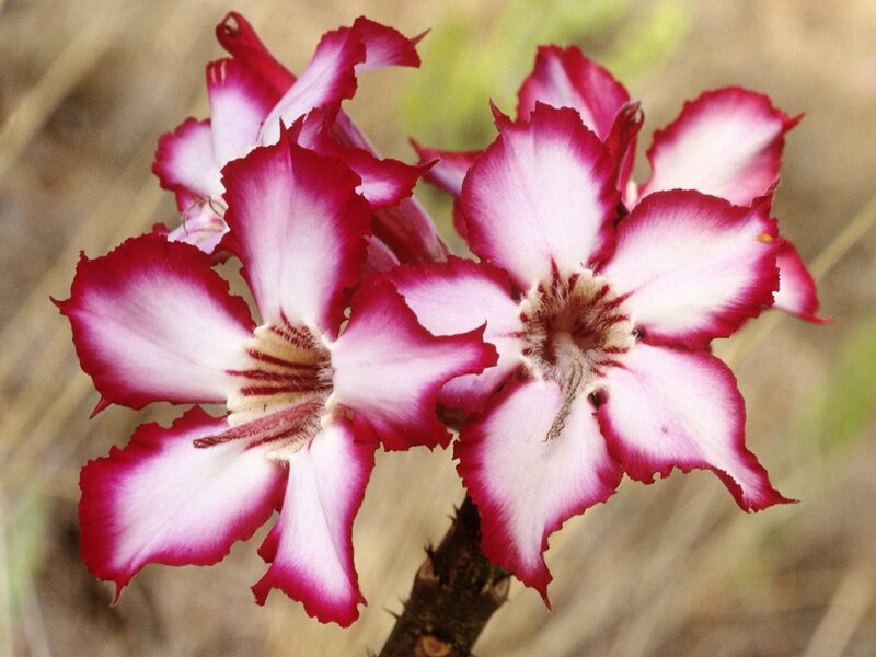 Pink and White Flowers — Calm, Photograph, Stem, Blurred Background