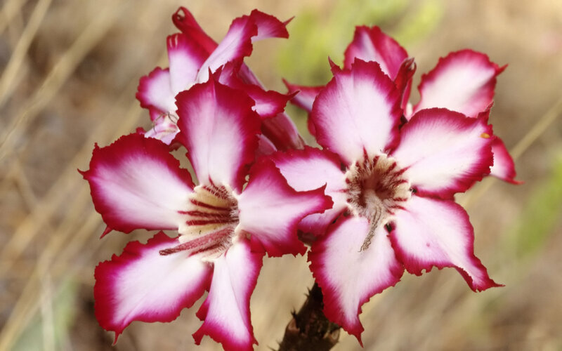 Pink and White Flowers — Calm, Photograph, Stem