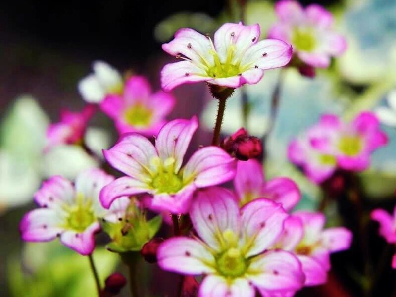 Pink and White Flowers — Calm, Spring, Photograph, Buds