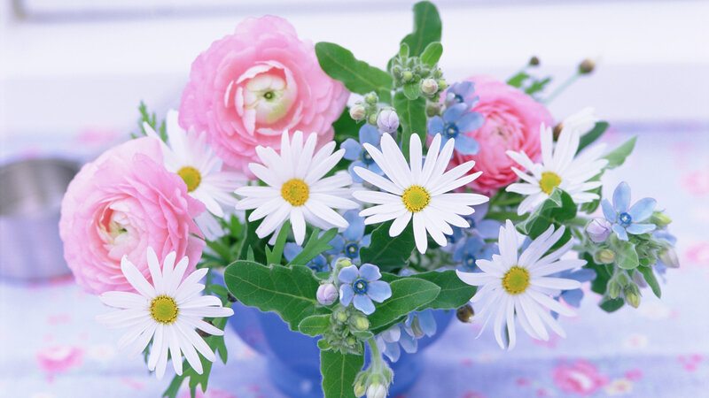 Pink and White Flowers — Calm, Spring, Photograph, Daisies, Blue Flowers