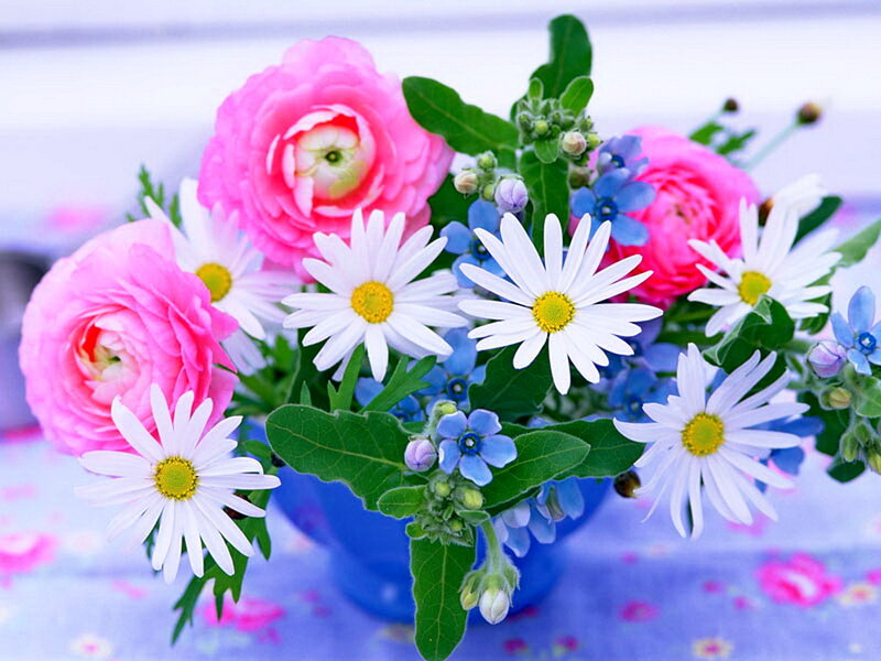 Pink and White Flowers — Calm, Spring, Photograph, Daisies