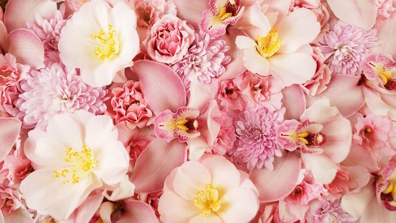 Pink and White Flowers — Calm, Spring, Photograph, Orchids