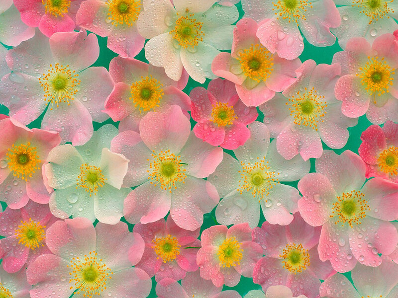 Pink and White Flowers — Calm, Spring, Photograph, Petals
