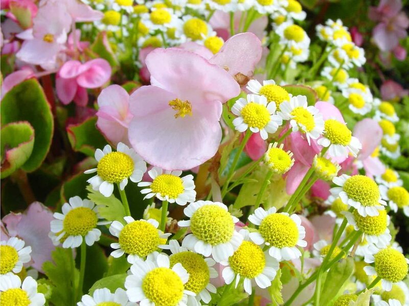 Pink and White Flowers — Calm, Spring, Photograph