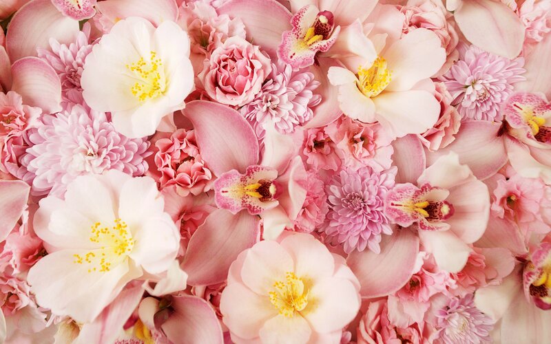 Pink and White Flowers — Calm, Spring