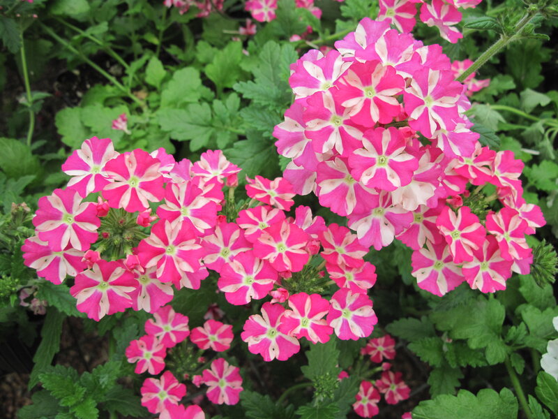 Pink and White Flowers — Calm, Summer