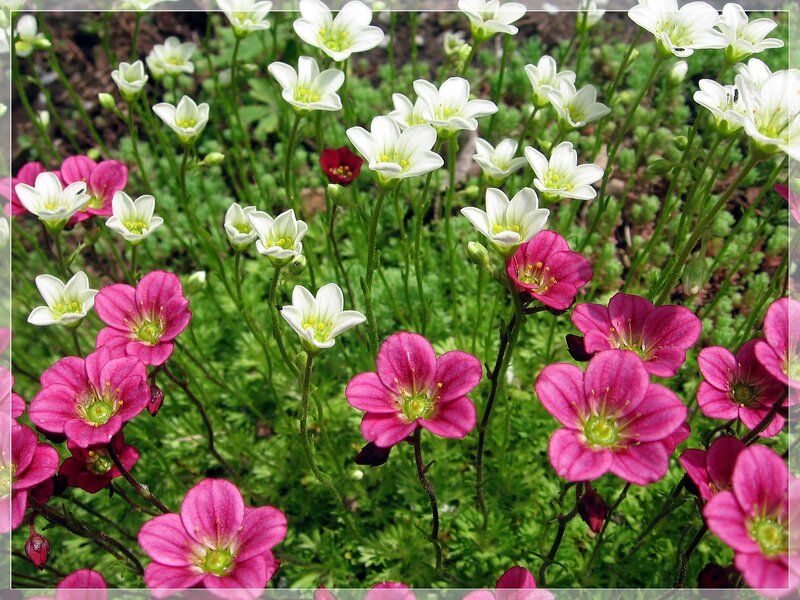Pink and White Flowers — Calm