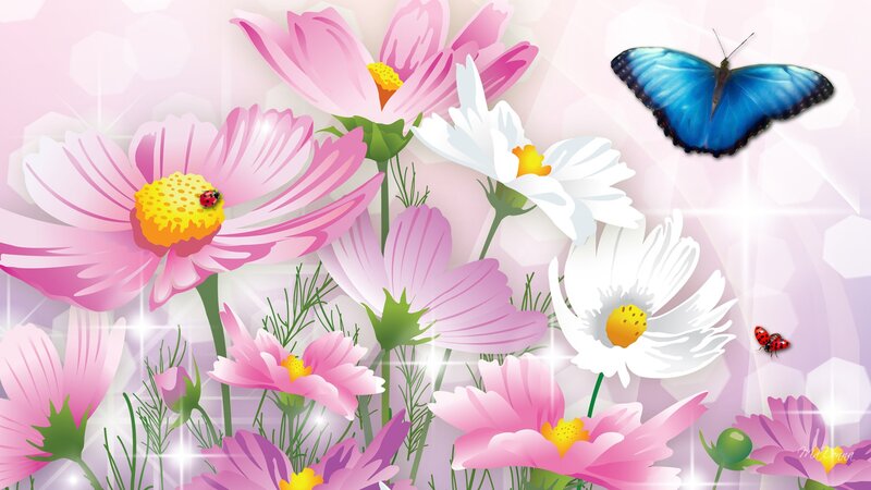 Pink and White Flowers — Cheerful