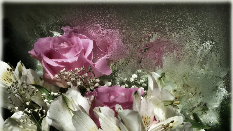 Pink and White Flowers — Dramatic, Photograph