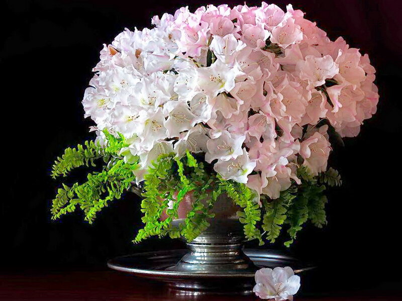 Pink and White Flowers — Dramatic