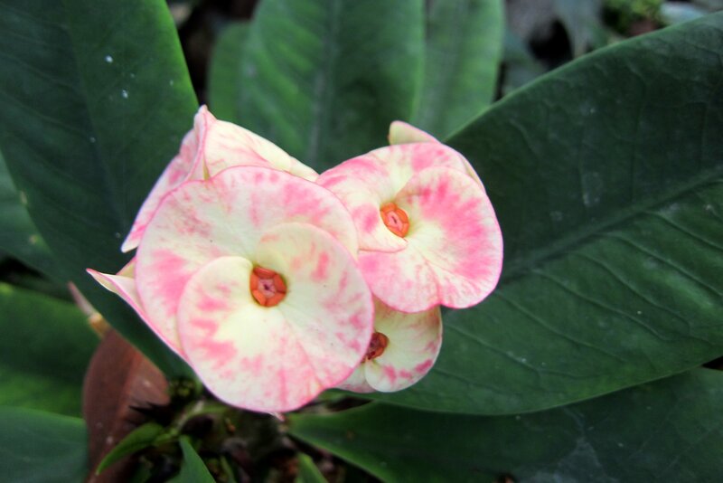 Pink and White Flowers — Green, Calm