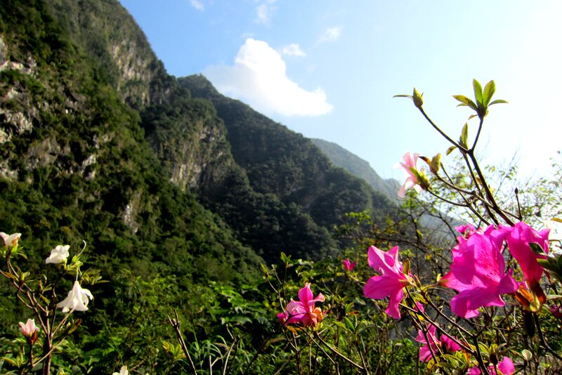 Pink and White Flowers — Green, Serene, Afternoon, Photograph, Mountains