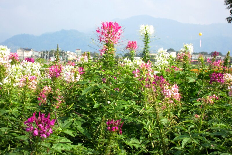 Pink and White Flowers — Green, Serene, Afternoon, Photograph