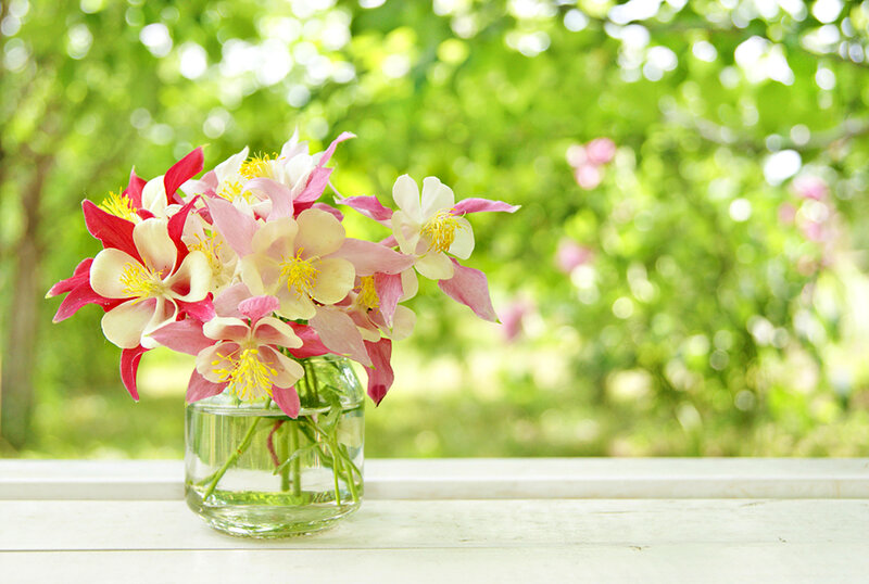 Pink and White Flowers — Green, Serene, Afternoon