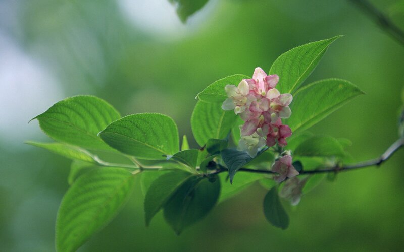 Pink and White Flowers — Green, Serene, Spring