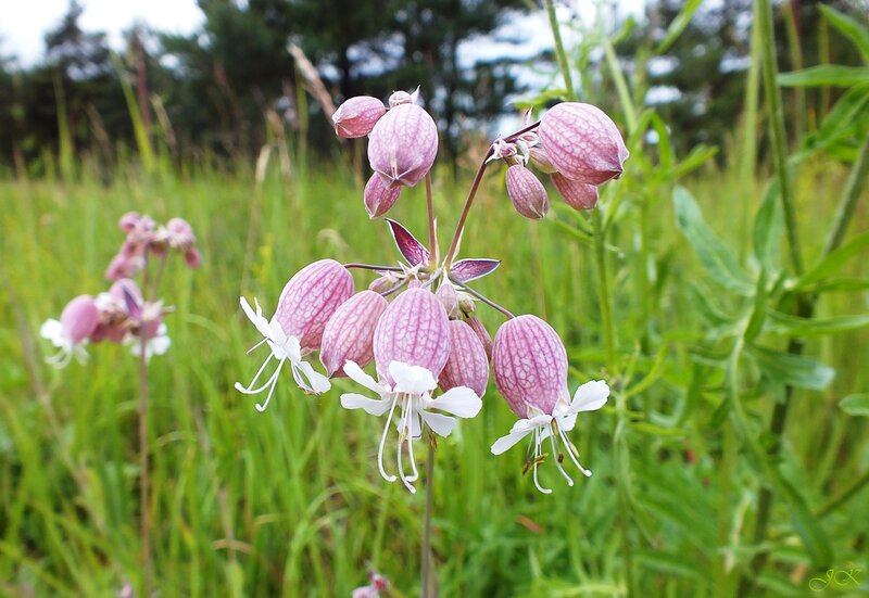 Pink and White Flowers — Green, Serene, Summer