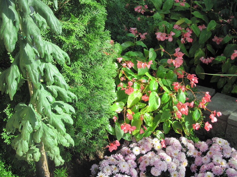 Pink and White Flowers — Green, Serene