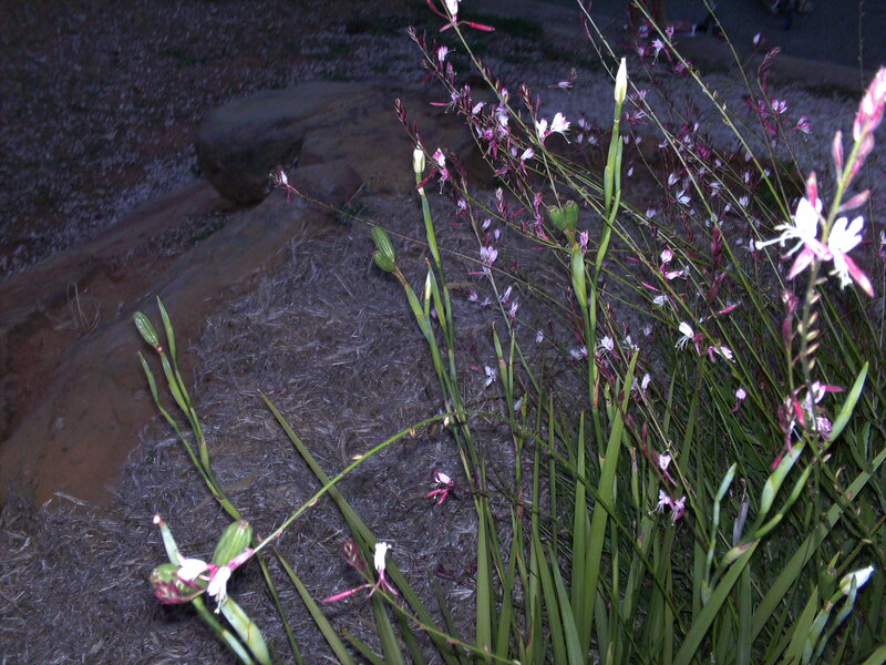 Pink and White Flowers — Green