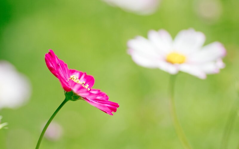 Pink and white flowers in a field