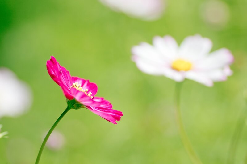 Pink and white flowers in a field