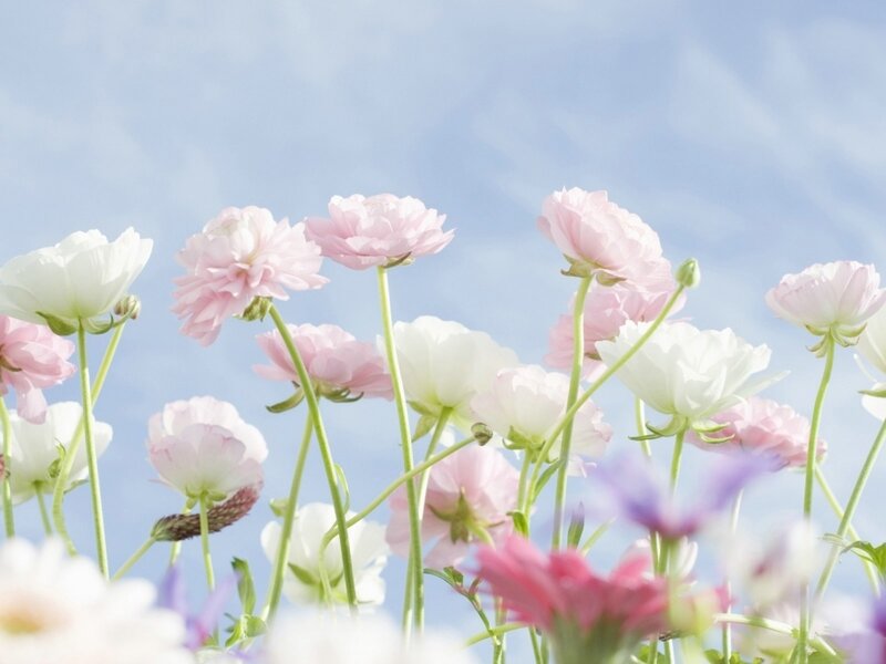 Pink and white flowers in a field