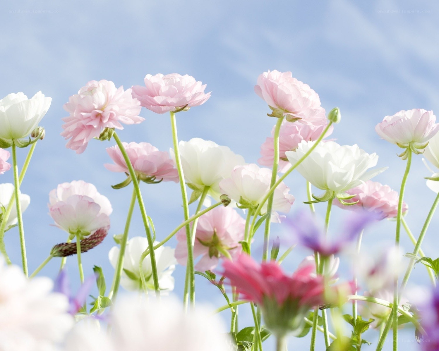 Pink and white flowers in a field