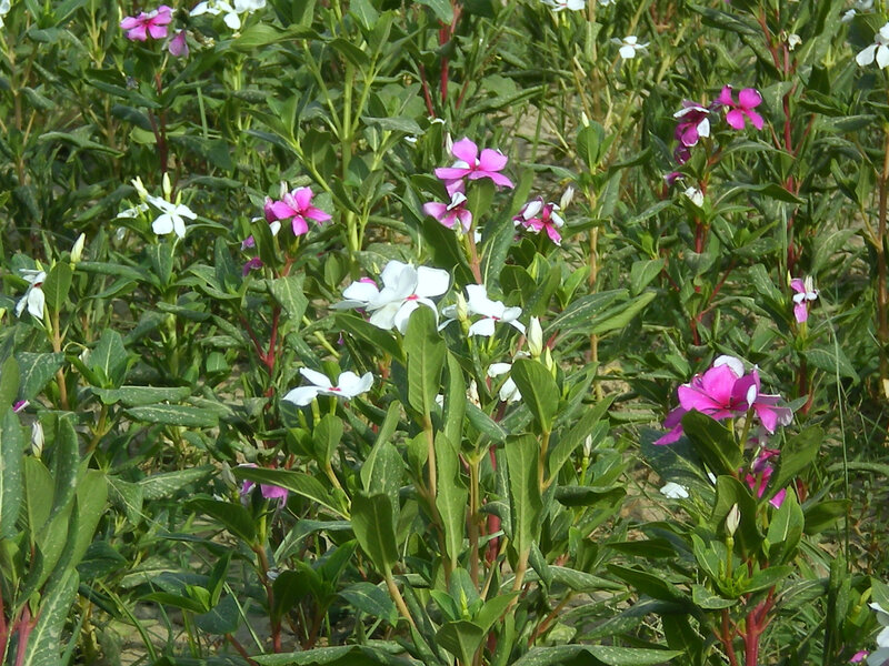 Pink and white flowers in a garden