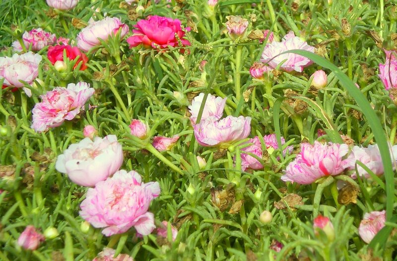 Pink and white flowers in a garden