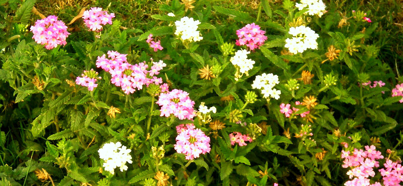 Pink and white flowers in a garden