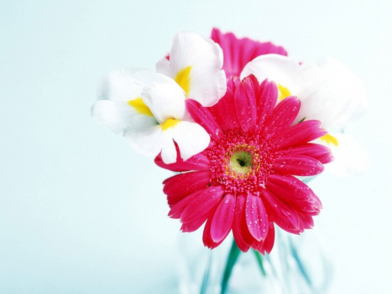 Pink and white flowers in a vase