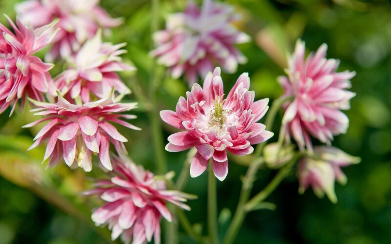 Pink and white flowers in bloom