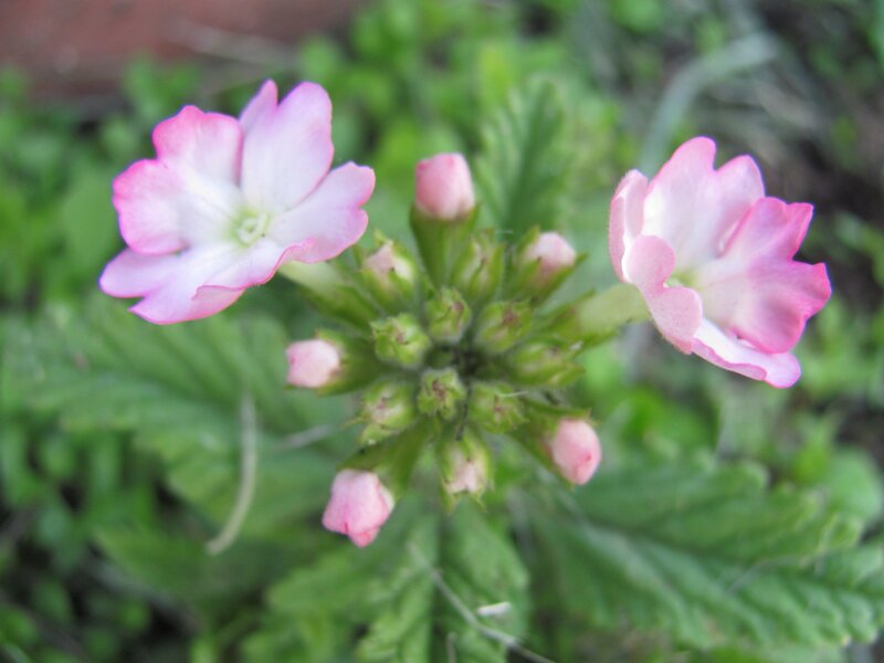 Pink and white flowers in bloom
