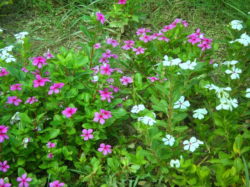 Pink and white flowers in garden