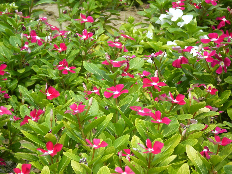 pink and white flowers in garden