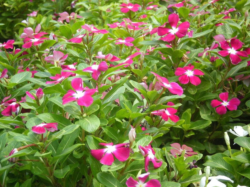 pink and white flowers in garden