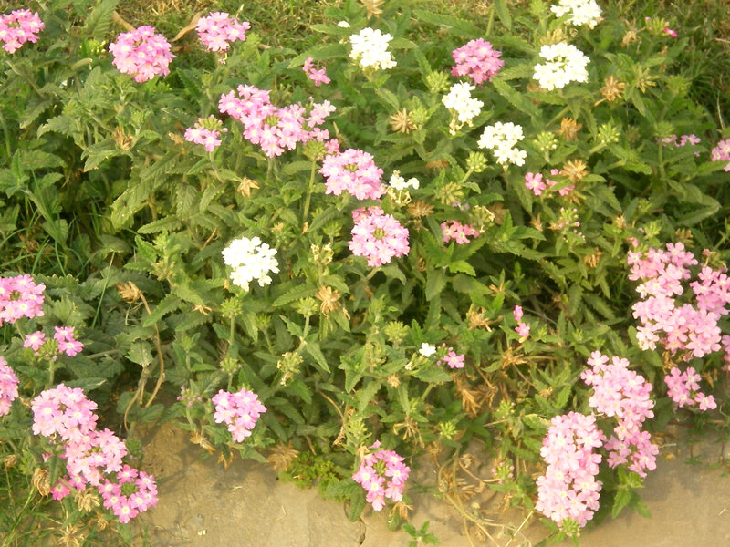pink and white flowers in garden