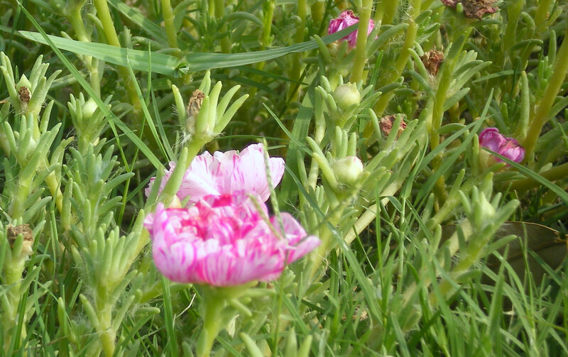 pink and white flowers in grass
