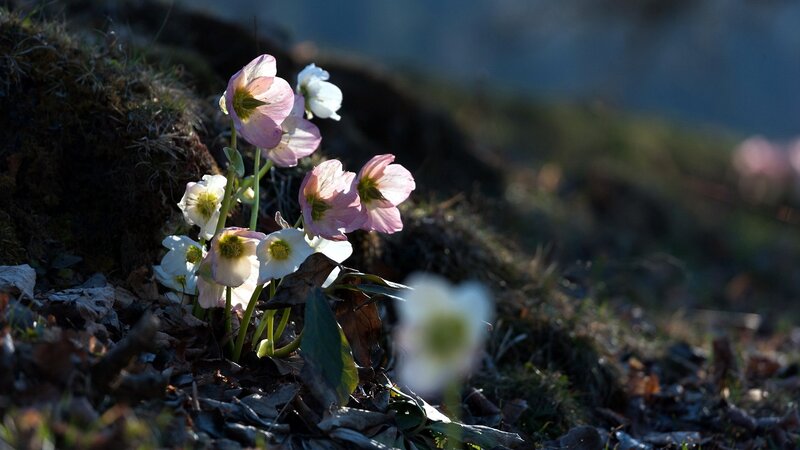 Pink and white flowers in sunlight