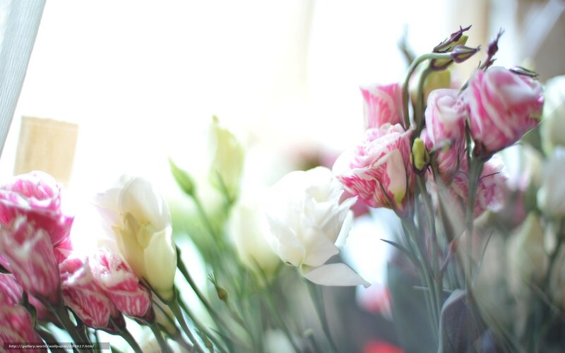Pink and white flowers in sunlight