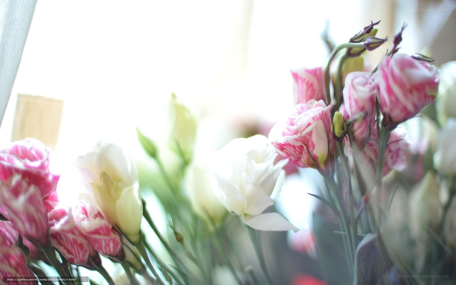Pink and white flowers in sunlight