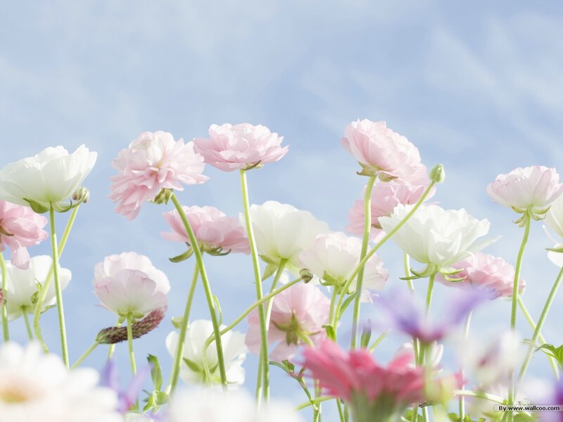 Pink and white flowers in the sun